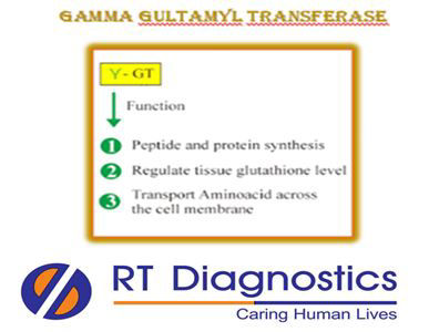Book Gamma Glutamyl Transferase (Gamma GT) Test | RT Diagnostics